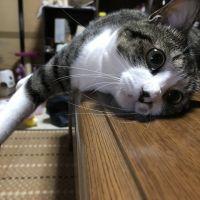 コバヤシ222 会員画像