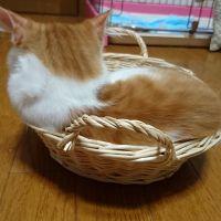 あーりっぺ 会員画像
