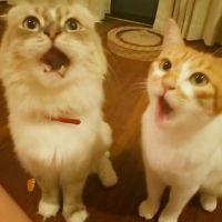 あめさん 会員画像