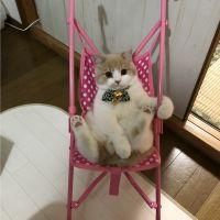 ひこらこ 会員画像
