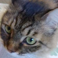 猫肉球 会員画像