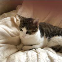 ポコにゃん・チッタン 会員画像