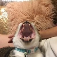 りんちゃん猫大好き 会員画像