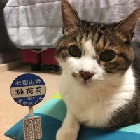 モモンガ母さん