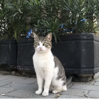 ポンキ 会員画像
