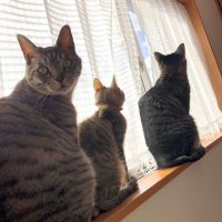 キナコ猫 会員画像