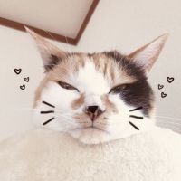 chaichoko 会員画像