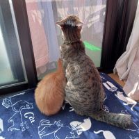 のんちゅ 会員画像