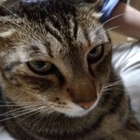 ラムネサイダー 会員画像