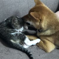 ミツエひな 会員画像