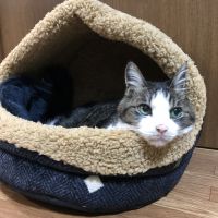 愛しのノリマキさん 会員画像