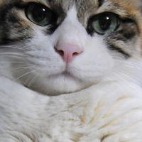 まつり 会員画像