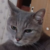 チョコの飼い主(ようちゃん) 会員画像