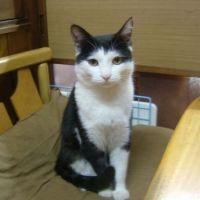 迷い猫 会員画像