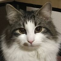 cat-cat 会員画像