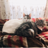 ココタマ 会員画像