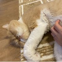 ジャボチカバ 会員画像