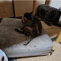 べんきち 会員画像