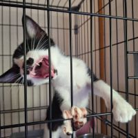 にゃんたろう-06 会員画像