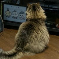 テッサ 会員画像