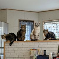 アクビリンコタさん