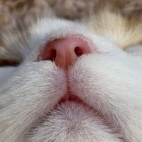 あんぽんニャン 会員画像