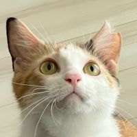 なりさわさん