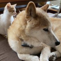 mofuuさん