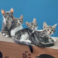 保護猫福猫 会員画像