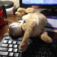 himawari358 会員画像