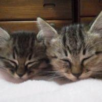 まあやさん。 会員画像