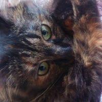 すりめとぉーちゃん