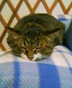 みゅうみゃあ 会員画像