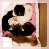 はなこ123 会員画像