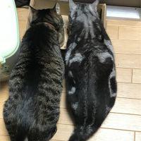みゃうみゃうみゃう 会員画像