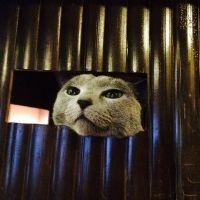 会員画像