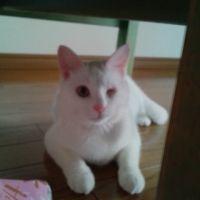 チョロすけ 会員画像