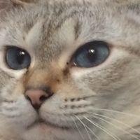 ゆずねこ71 会員画像