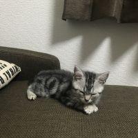 レオンちゃん 会員画像