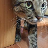キジメオ 会員画像