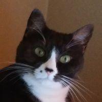 ねこくぅちゃん 会員画像