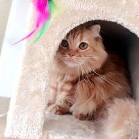 あんず猫ちゃん 会員画像