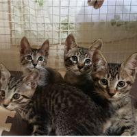 にゃこた 会員画像