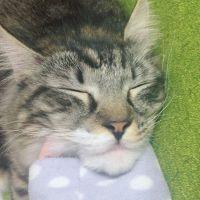 みきそね 会員画像