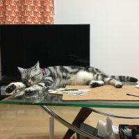 サムライ猫 会員画像
