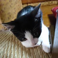 B_cat 会員画像
