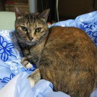 雪にゃん 会員画像