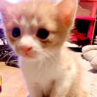 ななねこ♀さん