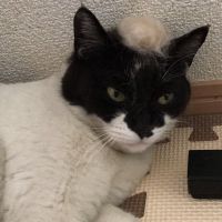 もかまめにゃー 会員画像