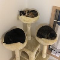 ひなにき 会員画像